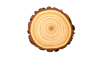 Cross section of a tree trunk with visible growth rings and bark around the edge on white background