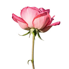 Single Red Peony Flower With Green Stem Isolated On A White Background With Natural Lighting And No Defects