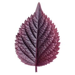 Single Textured Purple Leaf Against Black Background with Detailed Veins and Serrated Edges Isolated Object Studio Shot