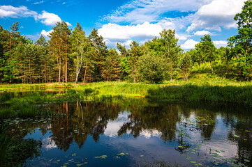 Calm forest pond with clear water, green trees and reflections under a bright summer sky. Peaceful natural landscape with lush vegetation and soft light.