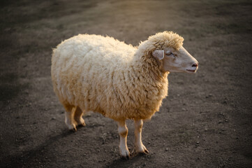 a fluffy white sheep standing on the ground in warm evening light at pang ung, captured with a shallow depth of field and soft golden tones