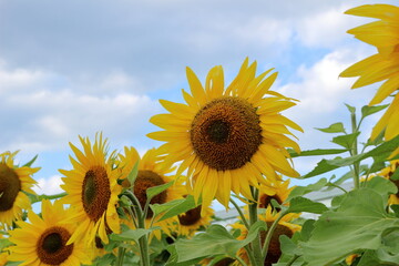 咲きそろったひまわりの花
