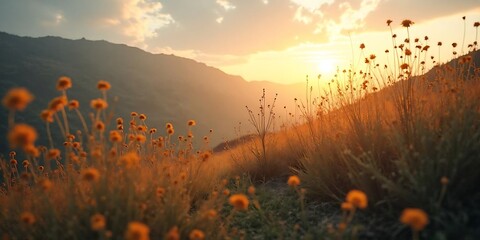 sunrise over the field