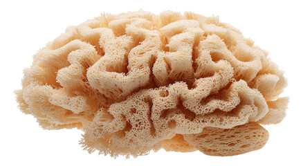 A close-up view of a brain coral shows a detailed pattern of curving lines and shapes in a natural light