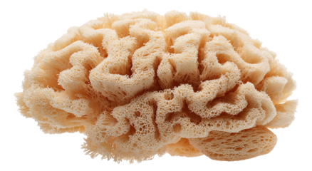 A close-up view of a brain coral shows a detailed pattern of curving lines and shapes in a natural light