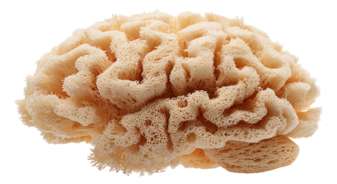 A close-up view of a brain coral shows a detailed pattern of curving lines and shapes in a natural light