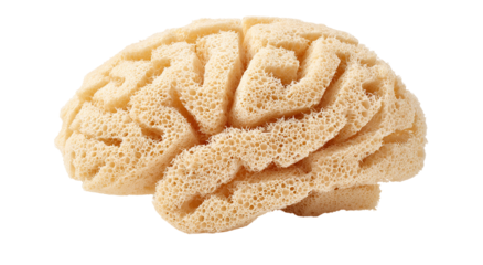 A close-up view of a brain coral shows a detailed pattern of curving lines and shapes in a natural light