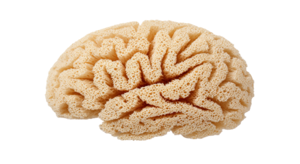 A close-up view of a brain coral shows a detailed pattern of curving lines and shapes in a natural light