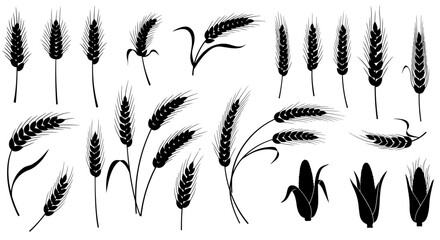 A versatile collection of black silhouette wheat ears and corn cobs, presented as isolated vector illustrations for agricultural design projects.