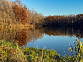 Tranquil Late Autumn Landscape. Warm Brown and Orange Tree Colors Perfectly Reflected in the Still Lake, Framed by Green Grass and Reeds