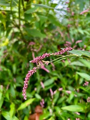 red and green leaves