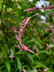 red and white flowers
