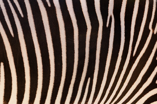 Close-up of natural zebra skin fur, black and white striped pattern--backgrounds, surfaces, and graphic resources. - Powered by Adobe