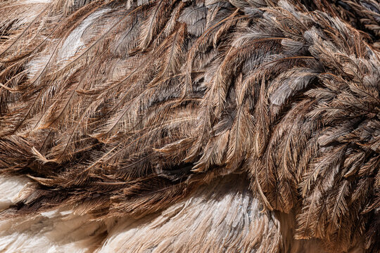 Close-up of real rhea bird feathers, brown, tan, two-tone mottled pattern--backgrounds, surfaces, and graphic resources.
