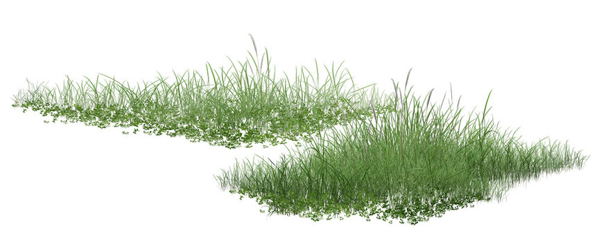 grass isolated on white background/Dense green grass and natural ground vegetation forming a fresh, wild meadow texture on a white background.