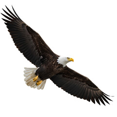 Obraz premium American bald eagle soaring in blue sky over nature