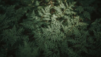 Lush Ferns Foliage In Forest Green Nature Background