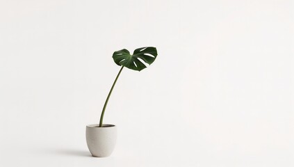 Monstera Plant Single Leaf In Modern Pot Isolated