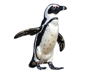 african penguin isolated on tansparent png