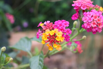 Colorful yellow pink lantana camara flower blooming  garden natural background