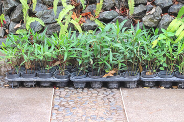 Small green plant growing in black pots