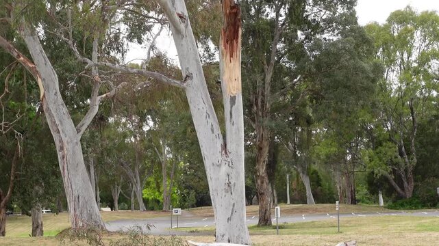 A summer branch drop has suddenly break and fall from Eucalyptus camaldulensis, commonly known as river red gum, caused by heat, dehydration, dead or damaged limbs, termite infestations, storm damage