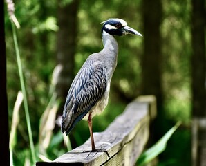 great blue heron