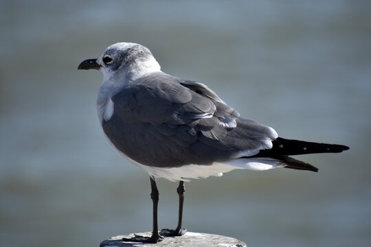 seagull on the beach - Powered by Adobe