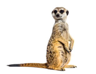 Suricate watching around on hind legs, Suricata suricatta isolated on transparent png