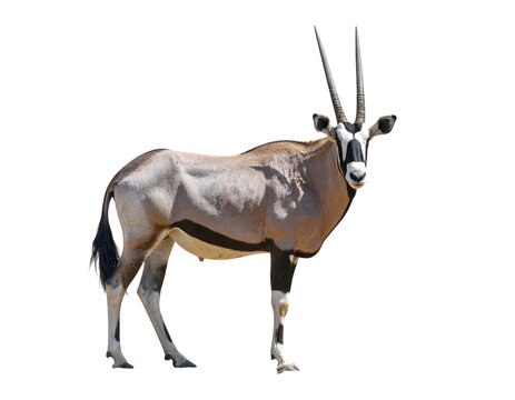 Oryx gazella or gemsbok isolated on transparent png