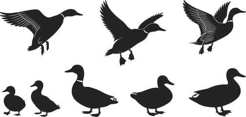 Duck silhouette set with flying and standing poses – black vector illustration of birds in motion and rest for wildlife and nature design themes