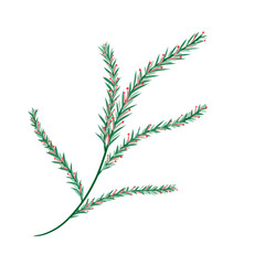 vector illustration of a plant