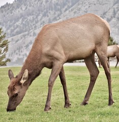deer in the woods