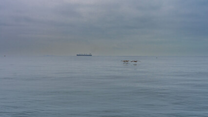 Obraz premium The calm ocean surface. A flock of pelicans flies low over the water, spreading their wings. Reflection. The ship is on the horizon. Peru. Paracas. Pacific ocean.