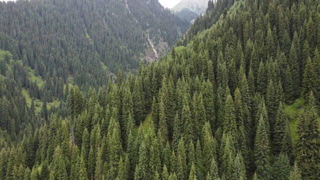 forest, tall trees, lake in the forest