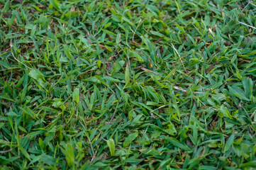 Obraz premium Top view of lush green grass lawn texture, natural background pattern for landscaping or outdoor concepts.