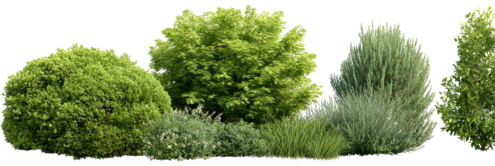 Lush green bushes and trees in a row