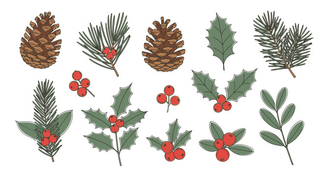 Collection of hand-drawn illustrations featuring pine cones, holly, and various evergreen branches.