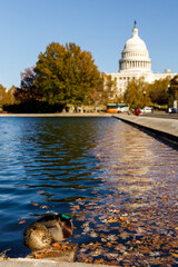 america, american, architecture, building, capital, capitol, city, column, congress, dc, debate, district, dome, government, house, landmark, law, national, politician, pool, representative, senate
