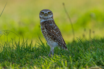 owl in the grass