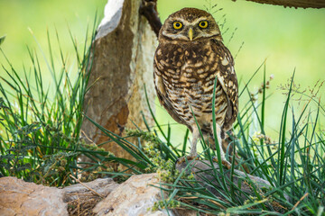 yellow eye owl