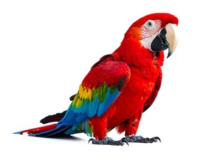 Fototapeta premium A vibrant, detailed depiction of a macaw parrot with fiery red plumage, blue wings, and a striking black beak, set against a clean white backdrop