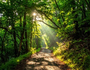 Obraz premium Sun rays stream through the lush canopy, illuminating the forest path