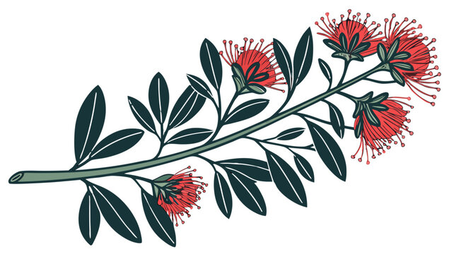 Pohutukawa Christmas Tree Flower Branch Vector, Illustration of a Pohutukawa flower branch with red blossoms and green leaves, often associated with Christmas in New Zealand
