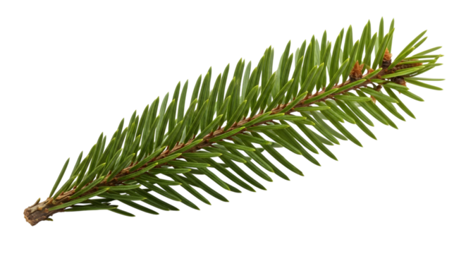 Close up of a vibrant green pine tree branch with sharp needles against a stark black background
