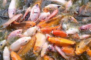 Colorful Fish Swimming in a Pond