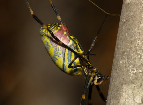 Closeup of the plump, colorful abdomen of a female Joro Spider (Trichonephila clavata) in the eastern United States.  This non-native species was recently introduced from Asia. 