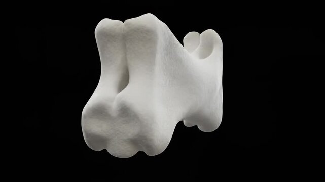 3D model animation of a tibial tuberosity bone, shin bone landmark