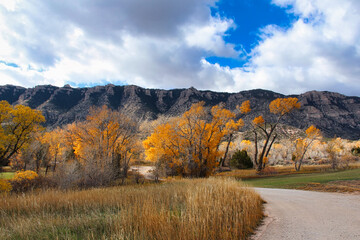 Golden Fall Foliage at the Ewing-Snell Historic Ranch Site below the Pryor Mountains in Bighorn Canyon National Recreation Area in Montana.