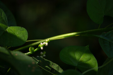 Macro close-up of Malabar Spinach (Basella alba) flowers and buds, spotlighted on a dark background.